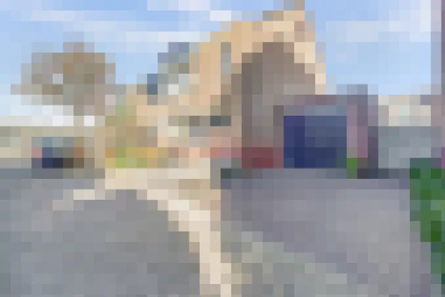 Mantelmeeuw 14 De Lier