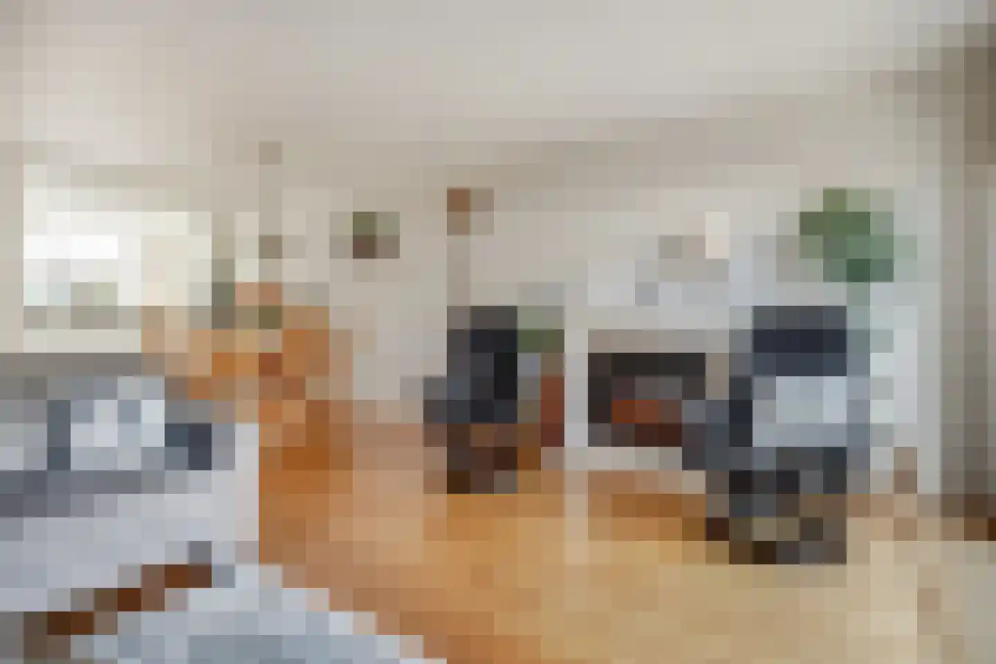 Mantelmeeuw 14 De Lier thumbnail 13