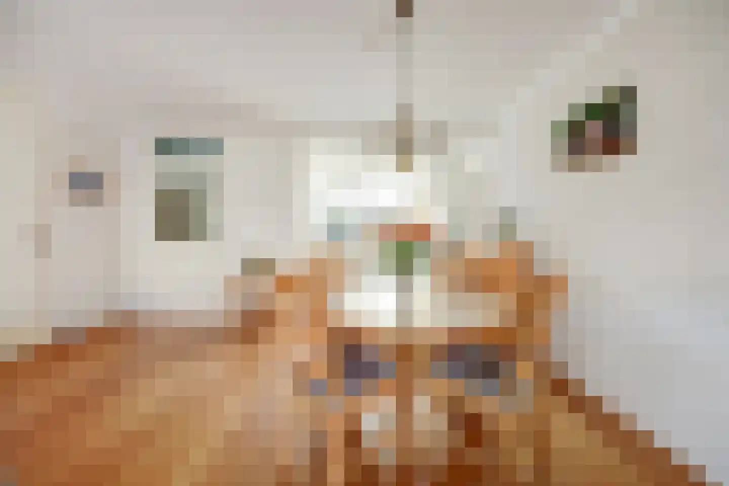 Mantelmeeuw 14 De Lier thumbnail 15