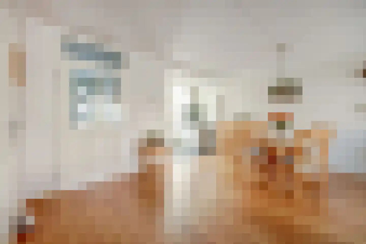 Mantelmeeuw 14 De Lier thumbnail 16
