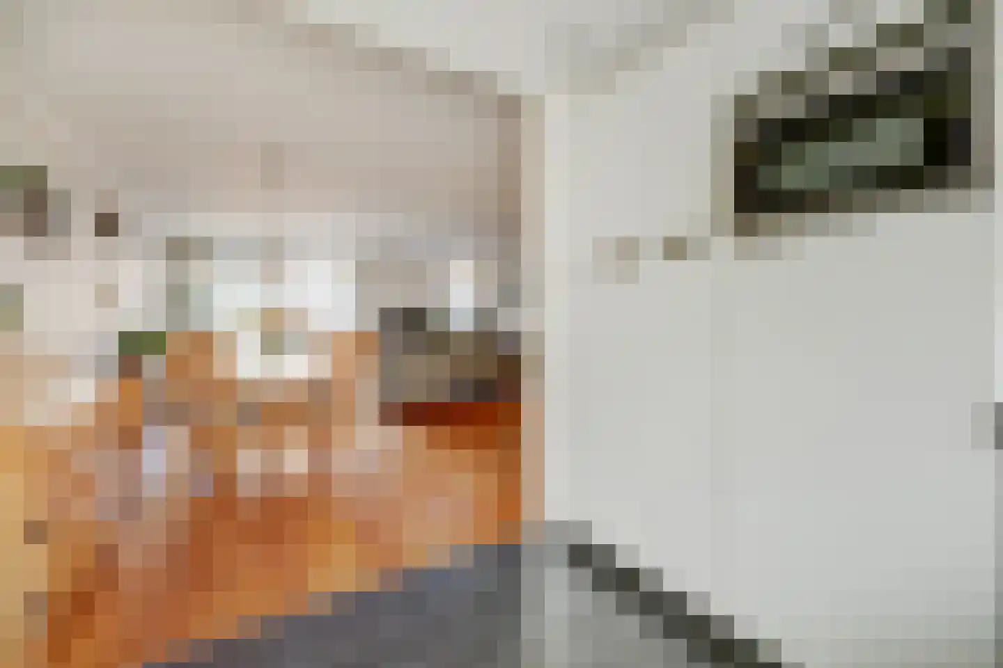 Mantelmeeuw 14 De Lier thumbnail 18