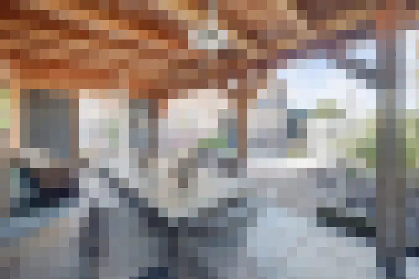Mantelmeeuw 14 De Lier thumbnail 37