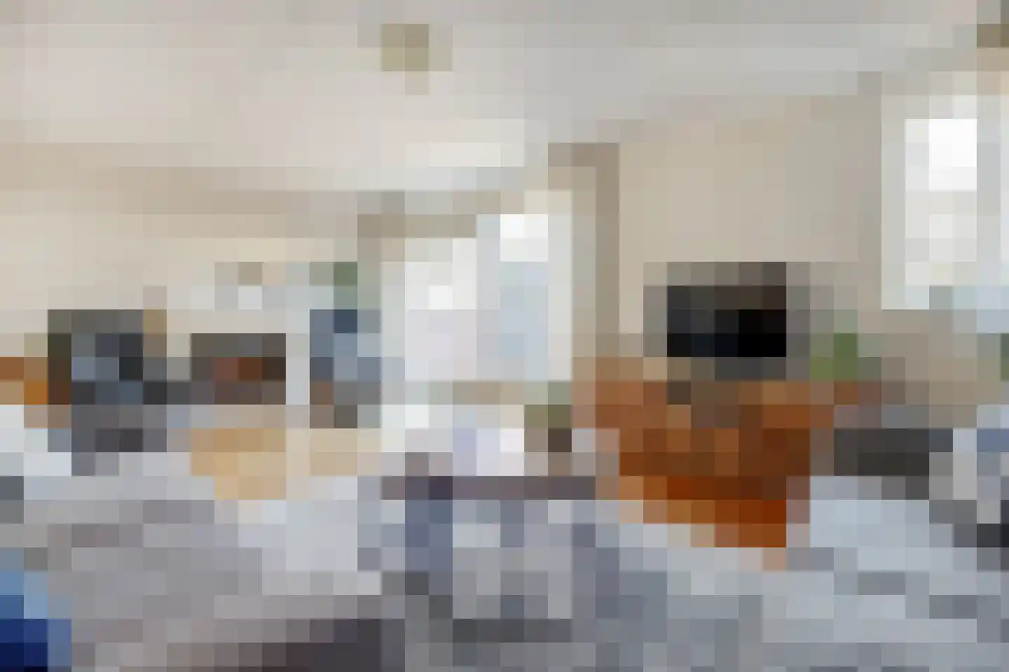 Mantelmeeuw 14 De Lier thumbnail 4