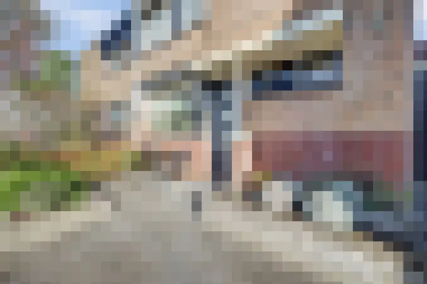 Mantelmeeuw 14 De Lier thumbnail 7