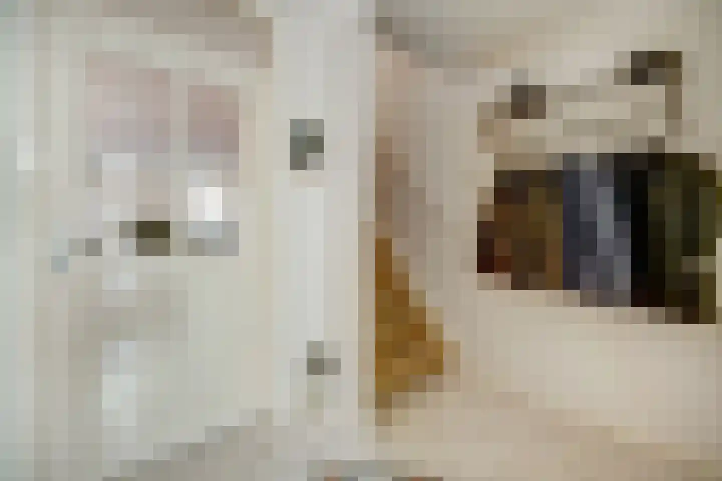 Mantelmeeuw 14 De Lier thumbnail 8