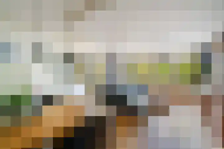 Mantelmeeuw 2 Weert thumbnail 13