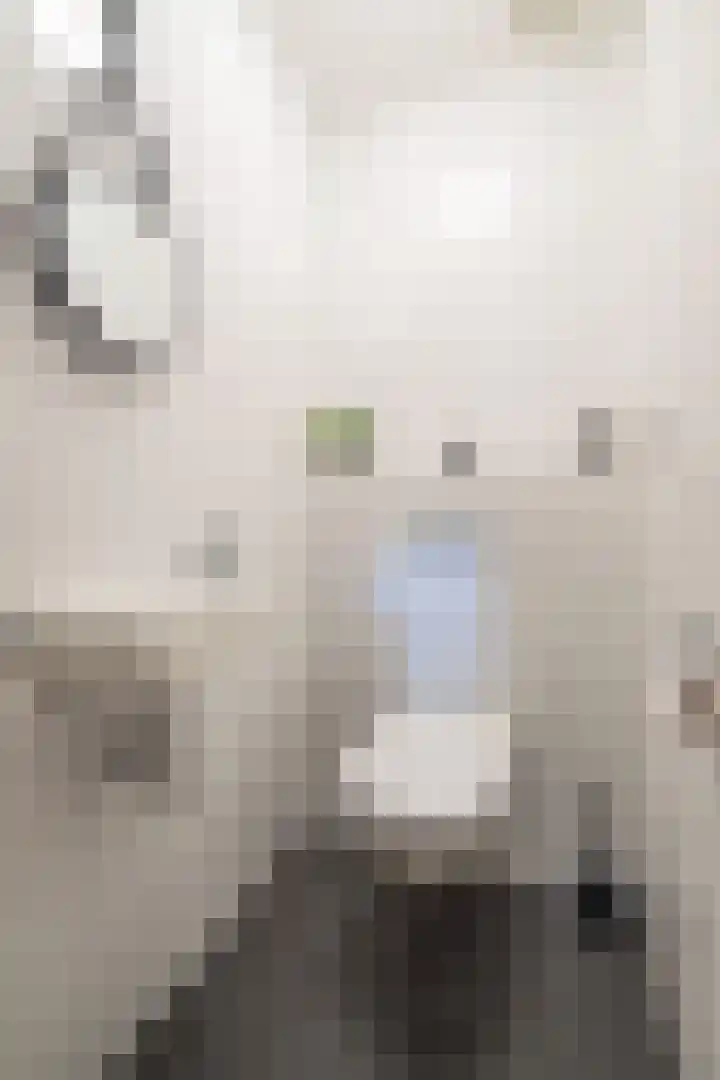 Mantelmeeuw 2 Weert thumbnail 26