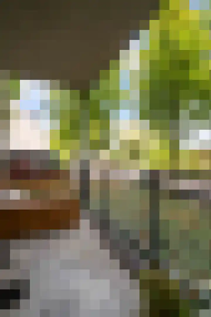 Mantelmeeuw 2 Weert thumbnail 27