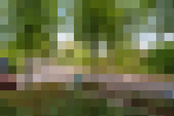 Mantelmeeuw 2 Weert thumbnail 28