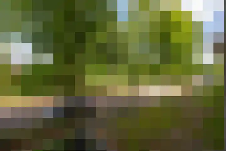Mantelmeeuw 2 Weert thumbnail 29