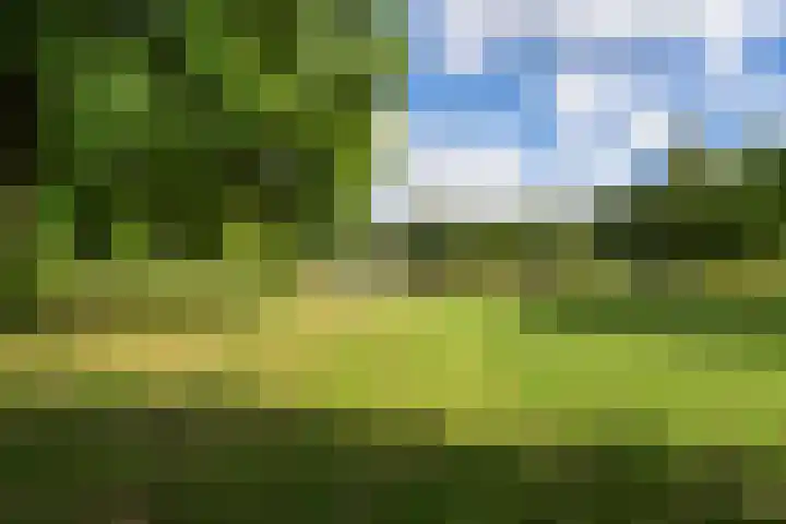 Mantelmeeuw 2 Weert thumbnail 33