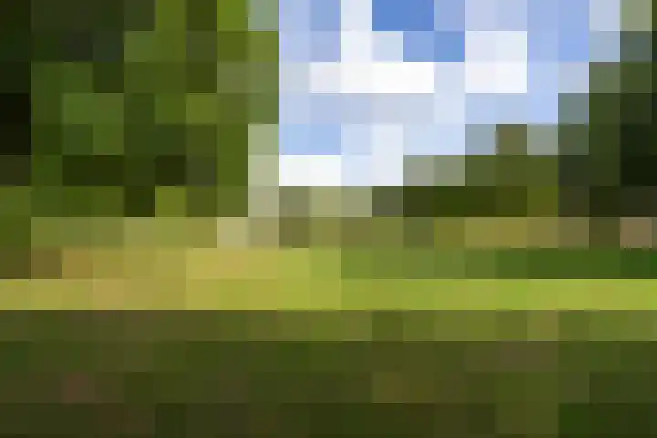 Mantelmeeuw 2 Weert thumbnail 34