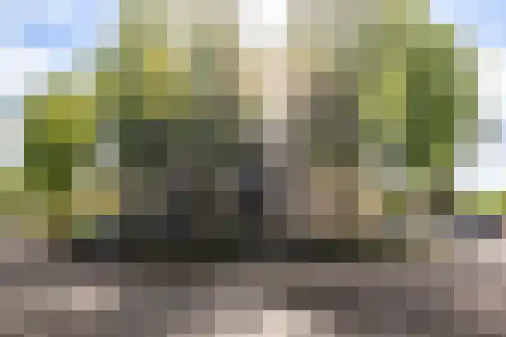 Mantelmeeuw 2 Weert thumbnail 6