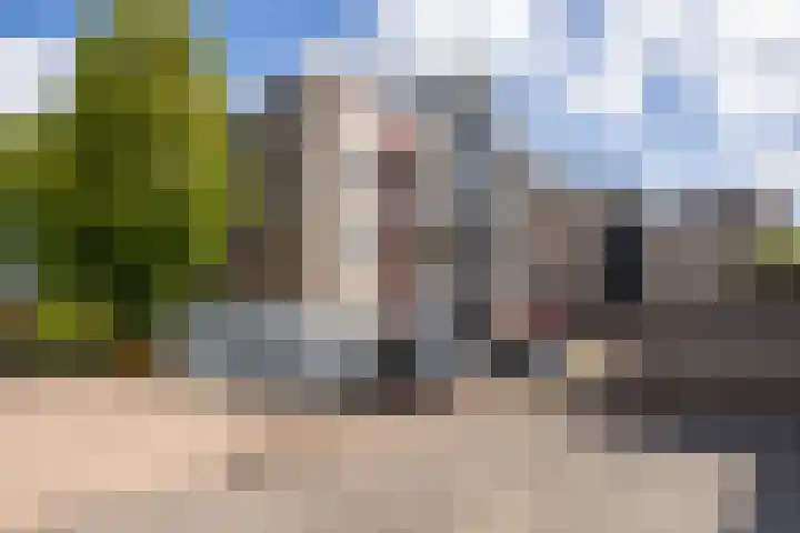Mantelmeeuw 2 Weert thumbnail 7