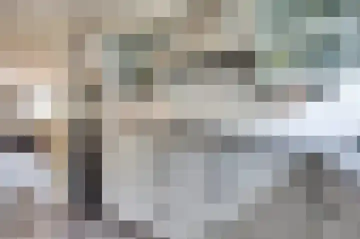 Mantelmeeuw 9 De Lier thumbnail 15