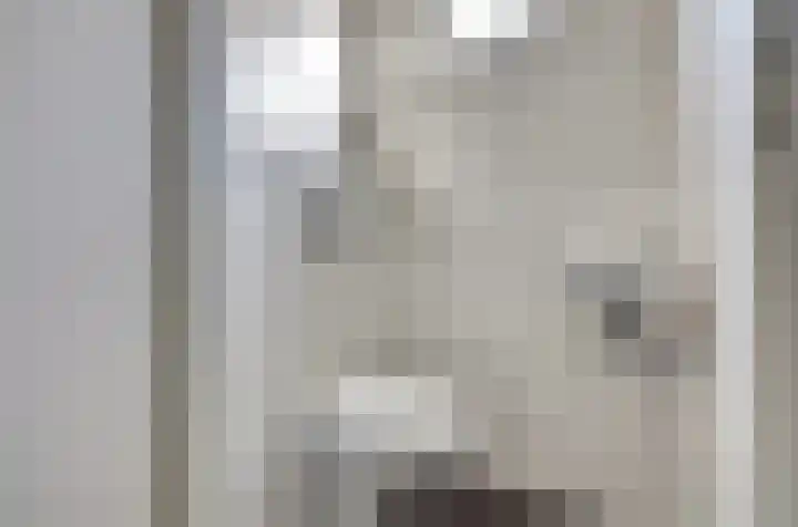 Mantelmeeuw 9 De Lier thumbnail 18