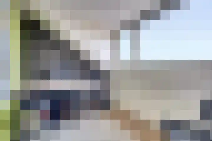 Mantelmeeuw 9 De Lier thumbnail 38