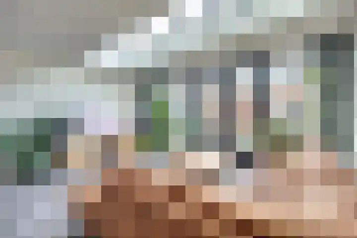 Mantelmeeuw 9 De Lier thumbnail 4