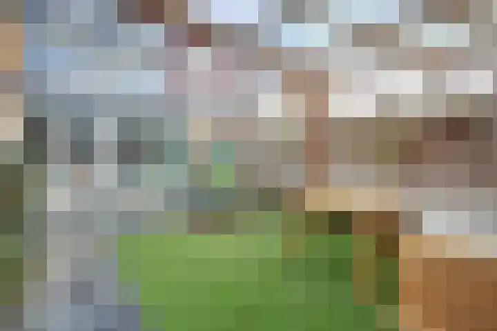 Mantelmeeuw 9 De Lier thumbnail 42