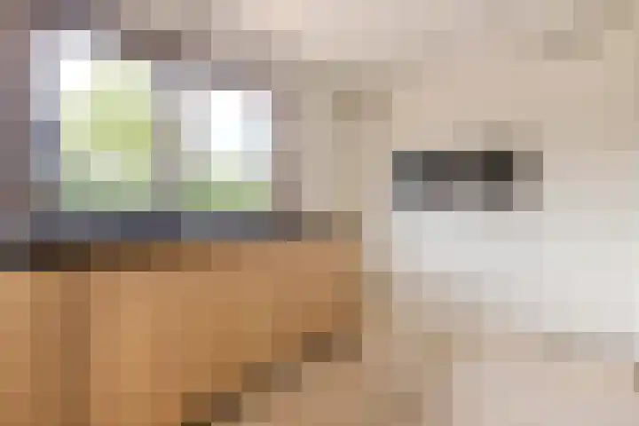 Mantelmeeuwstraat 5 Alkmaar thumbnail 19