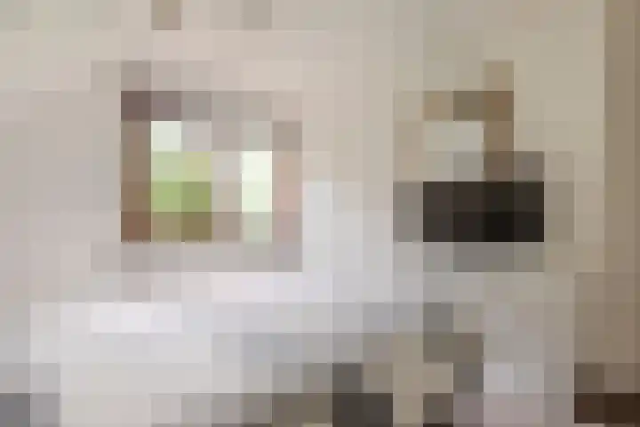 Mantelmeeuwstraat 5 Alkmaar thumbnail 25
