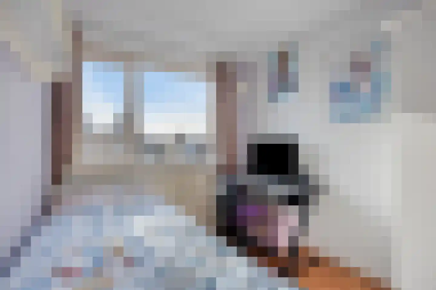 Mantelschelp 9 Hellevoetsluis thumbnail 15
