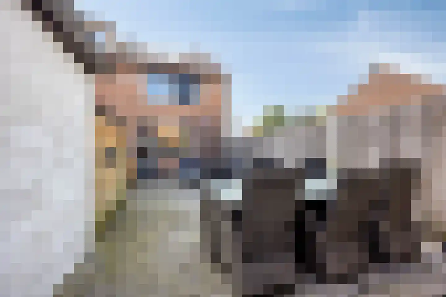 Mantelschelp 9 Hellevoetsluis thumbnail 27