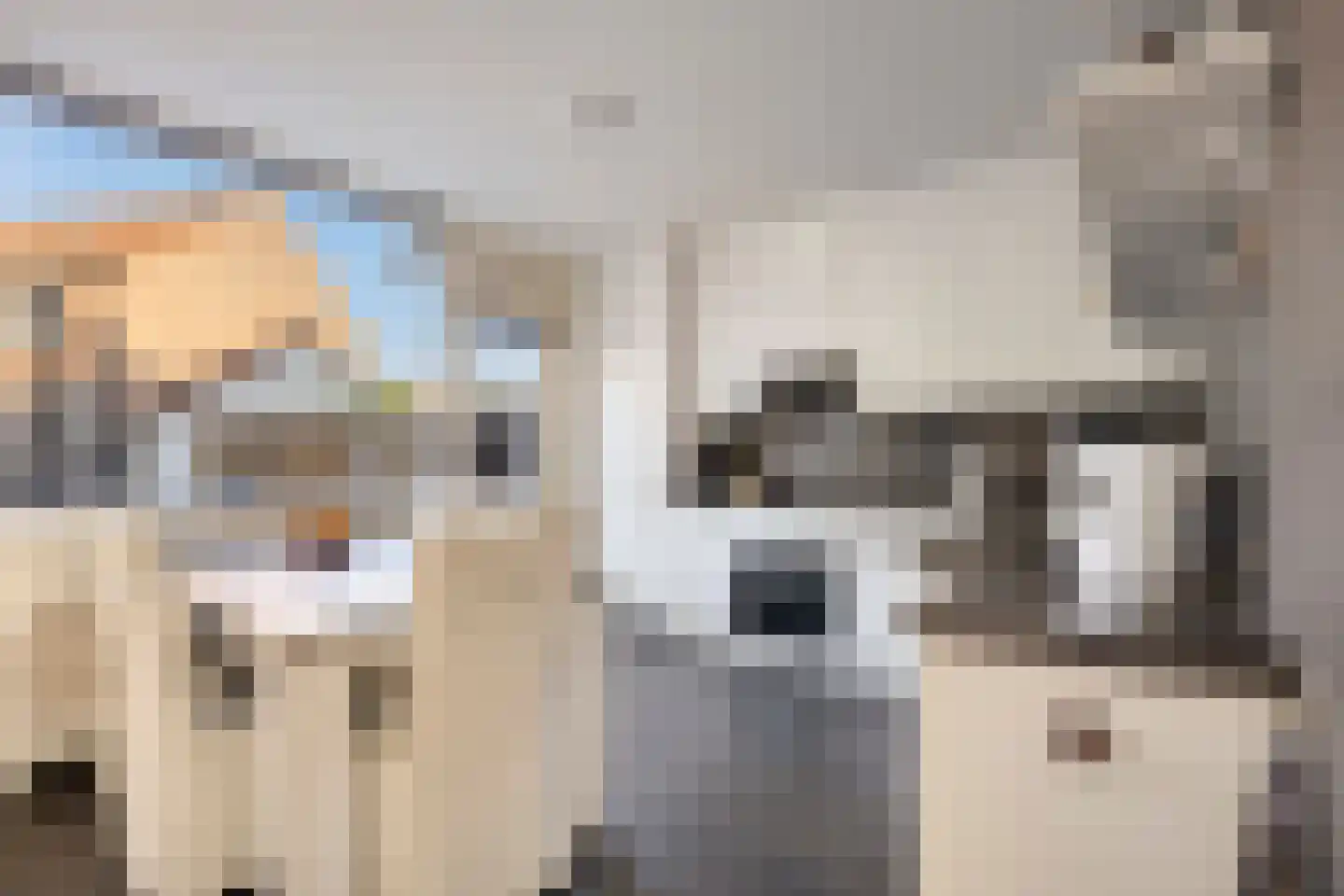 Mantelschelp 9 Hellevoetsluis thumbnail 9