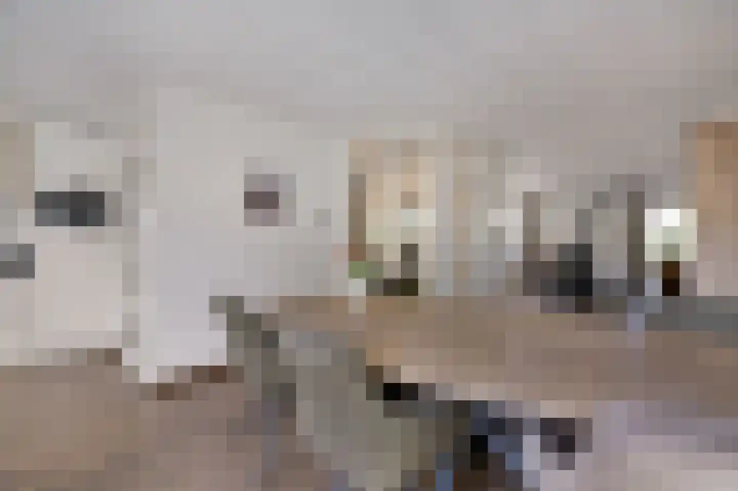 Mantet 3 Duiven thumbnail 21