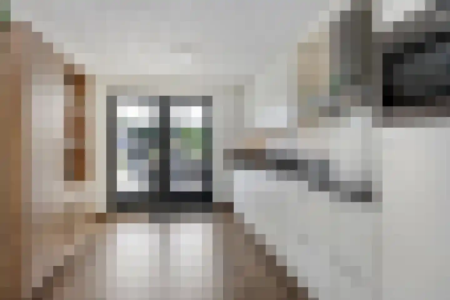 Mantet 3 Duiven thumbnail 25