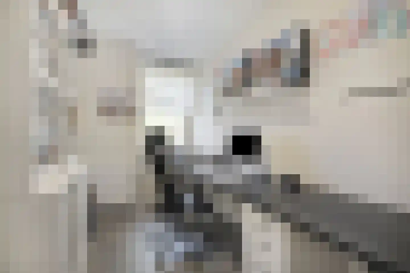 Mantet 3 Duiven thumbnail 42