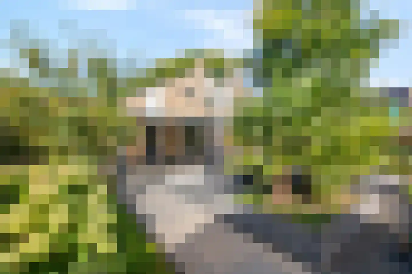 Mantet 3 Duiven thumbnail 50