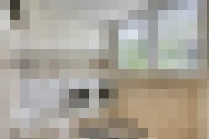 Manusveert 110 Tuitjenhorn thumbnail 30