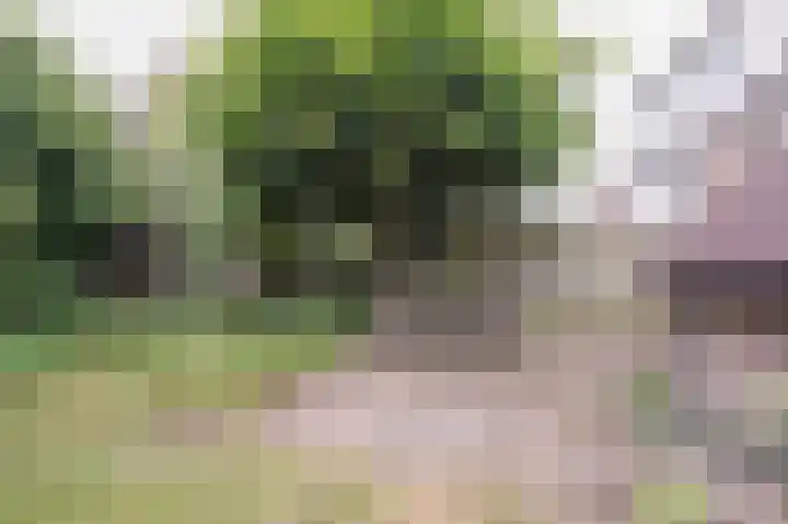 Maogien 9 Meppel thumbnail 33