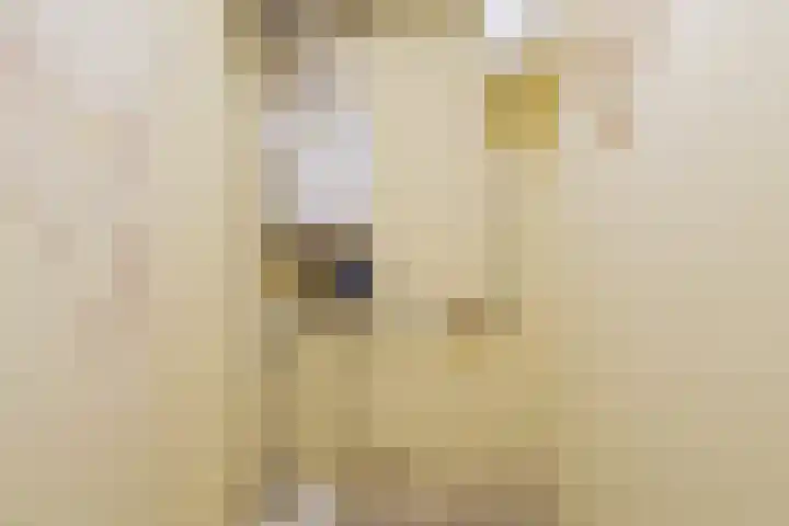 Marcantilaan 364 Amsterdam thumbnail 20