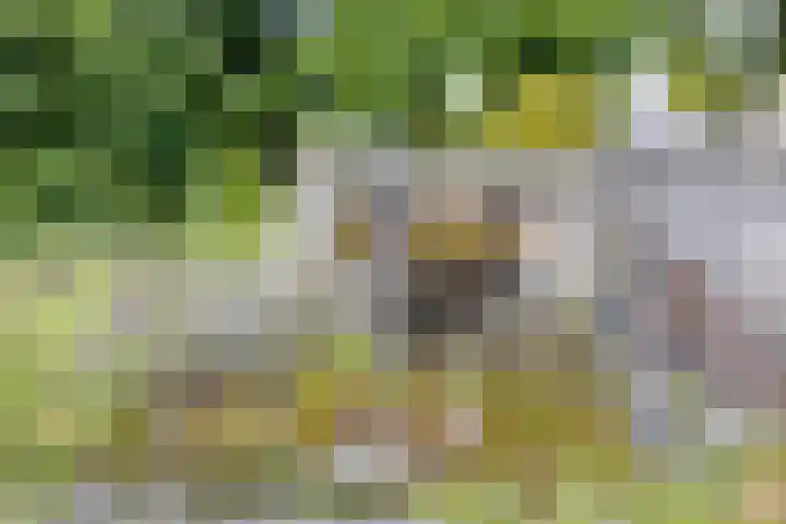 Marcellinuslaan 7 Losser thumbnail 39