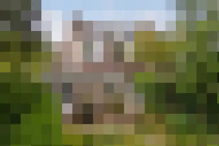 Marco Polorede 23 Zoetermeer thumbnail 34