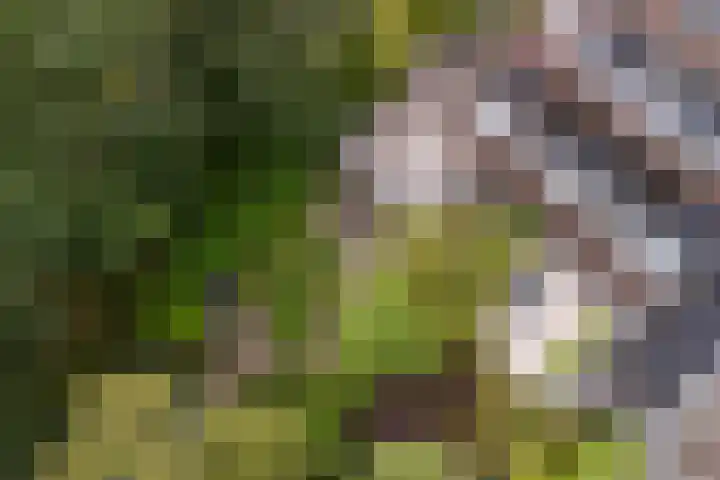 Marco Polorede 23 Zoetermeer thumbnail 35