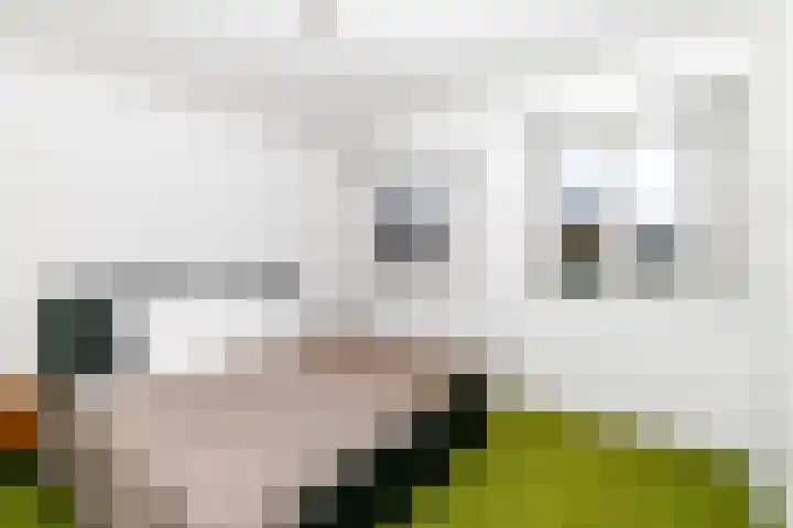 Marconistraat 37 Breda thumbnail 30