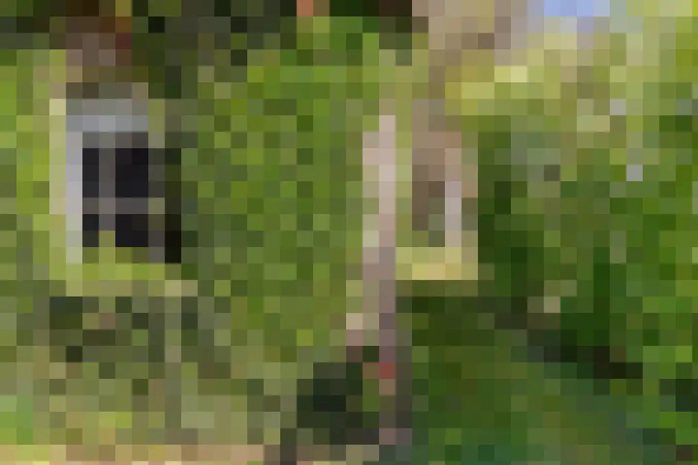 Marderleane 9 Rijs thumbnail 43