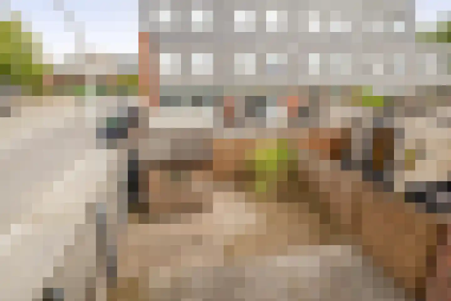 Mare 2 Pijnacker thumbnail 25