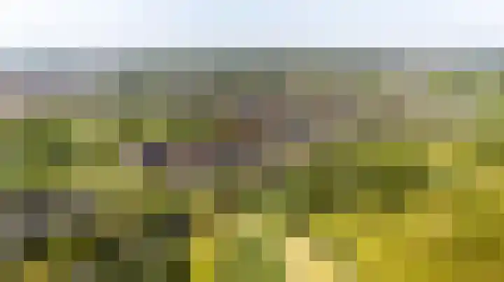 Mare 58 Pijnacker thumbnail 32