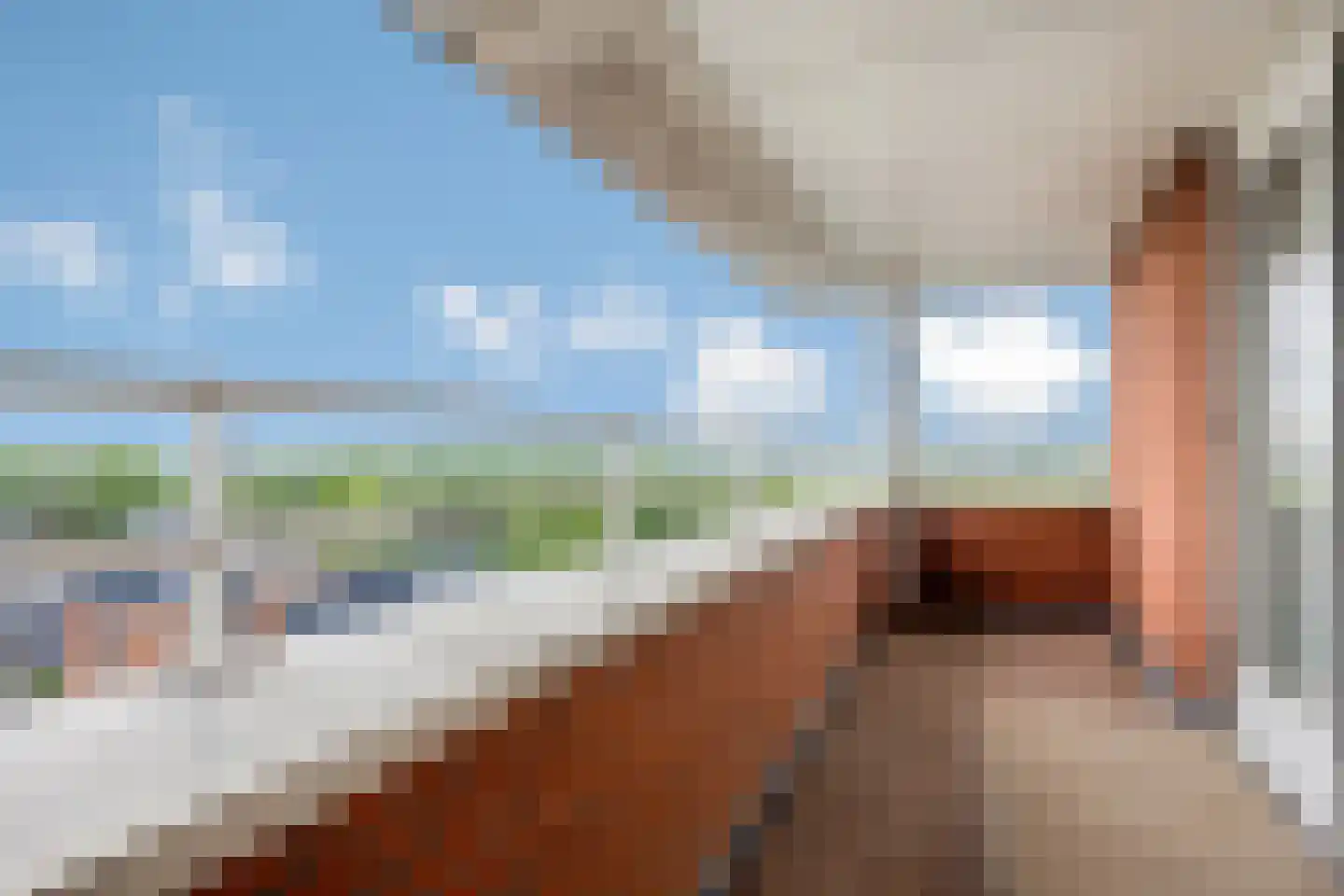 Mare 78 Pijnacker thumbnail 43