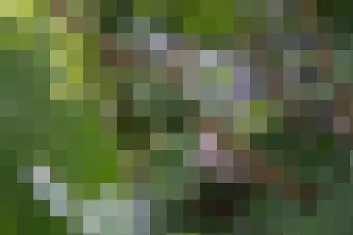 Marene 24 Tiel thumbnail 68