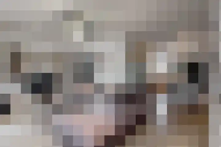 Maretakhof 29 Roermond thumbnail 10