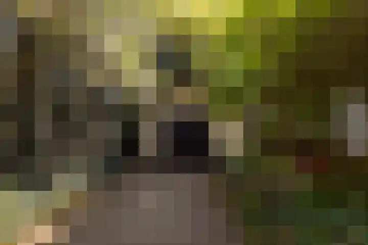 Margrietstraat 45 Bosschenhoofd thumbnail 68