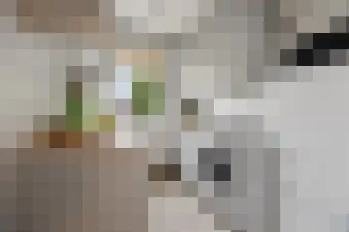Marialaan 66 Nijmegen thumbnail 10