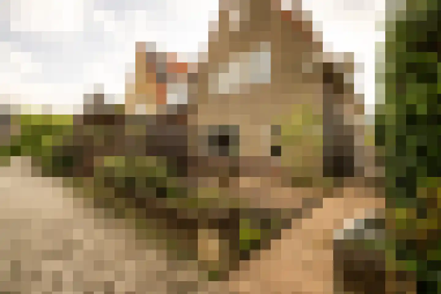Marialaan 76 Zwanenburg thumbnail 34