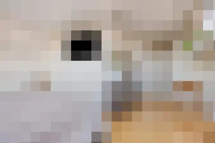 Marialaan 96 Reusel thumbnail 26