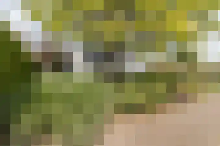 Mariamunster 37 Berg en Terblijt thumbnail 63